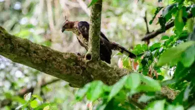 A Blyth's Hawk Eagles Perched On A Branch