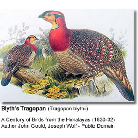 Blyth’s Tragopan (Tragopan blythii)