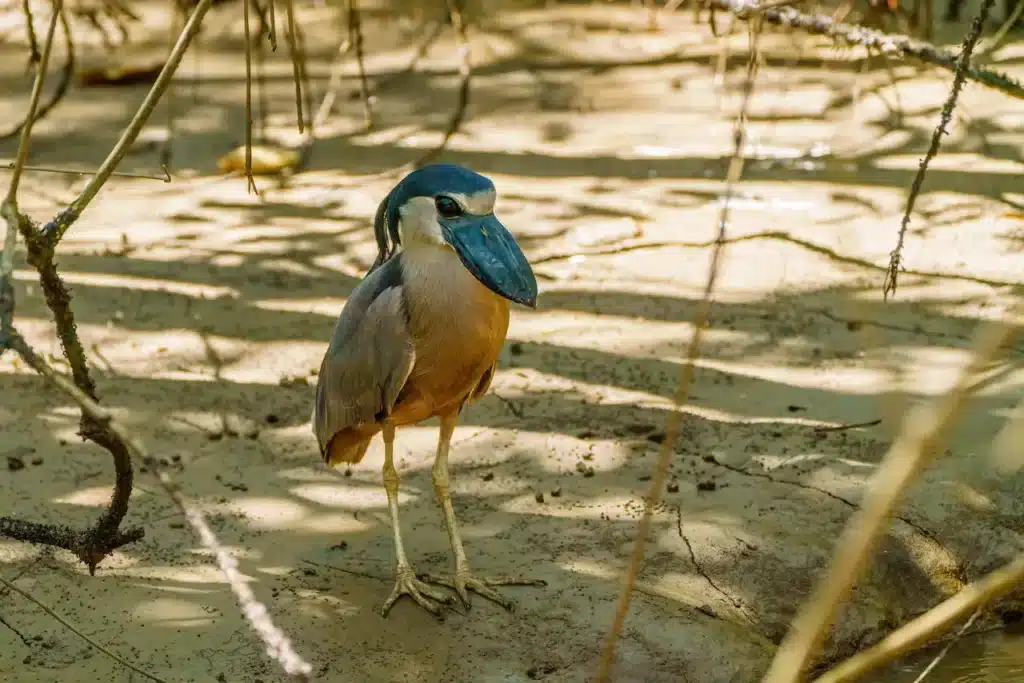 Boat-billed Heron standing on the ground alone