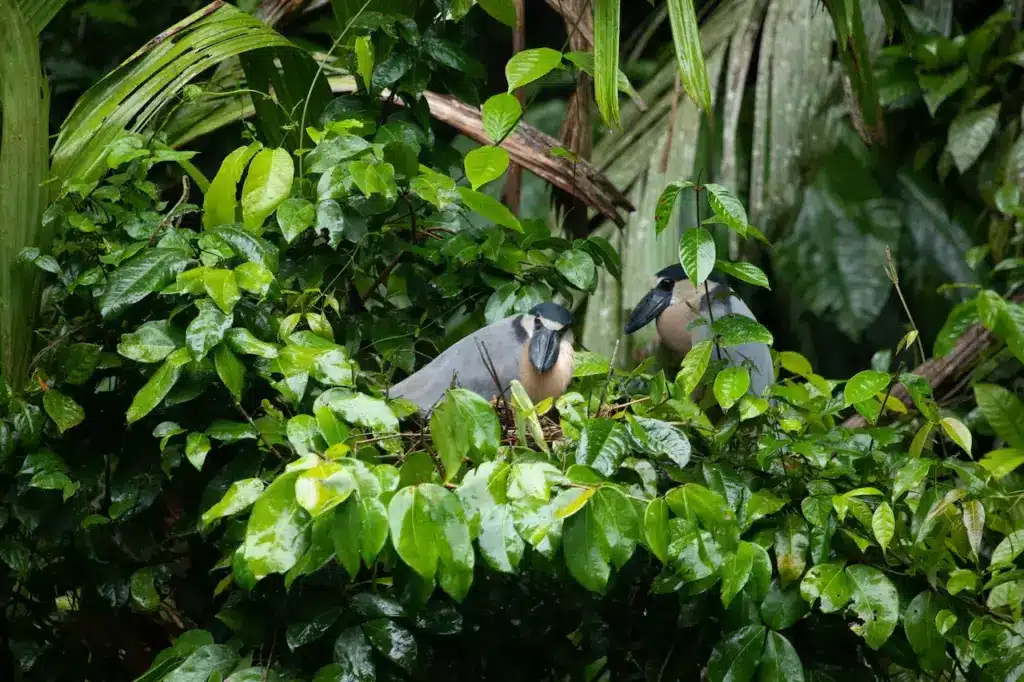 Two Boat-billed Herons Resting On The Tree