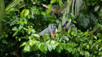 Two Boat-billed Herons Resting On The Tree