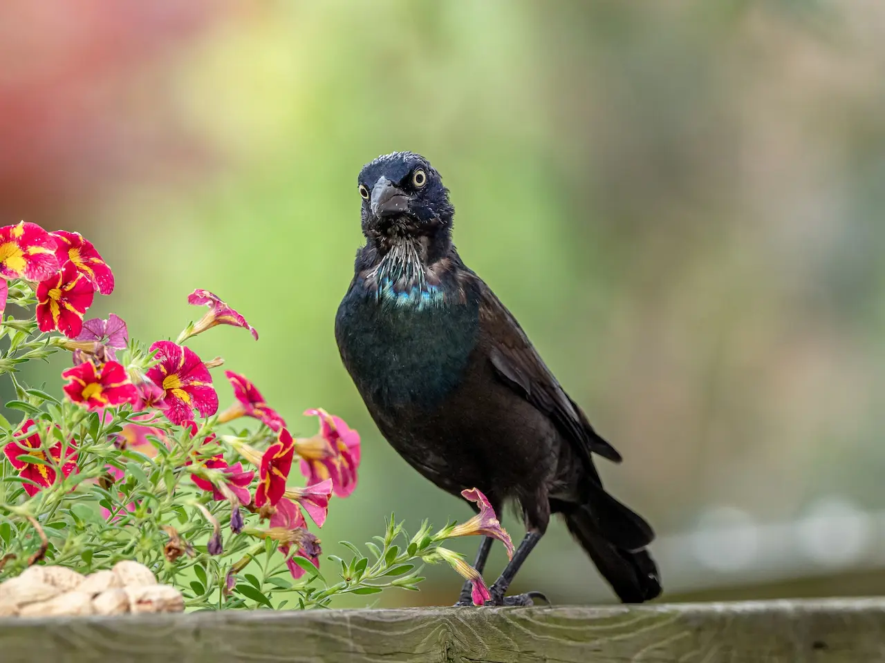 The Boat-tailed Grackles Beside The Flowers
