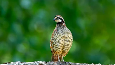 Bobwhites Standing on the Woods