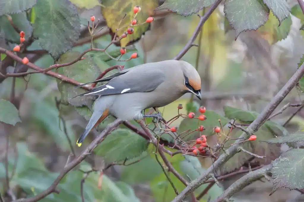 Bohemian Waxwings 