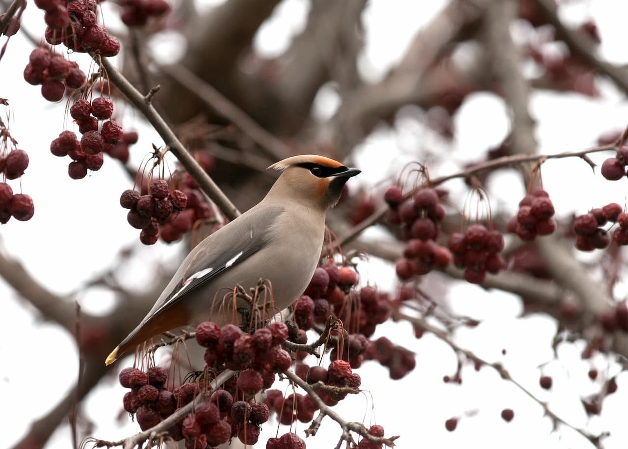 A Bohemian Waxwings bird resting on a berry tree, surrounded by snow.