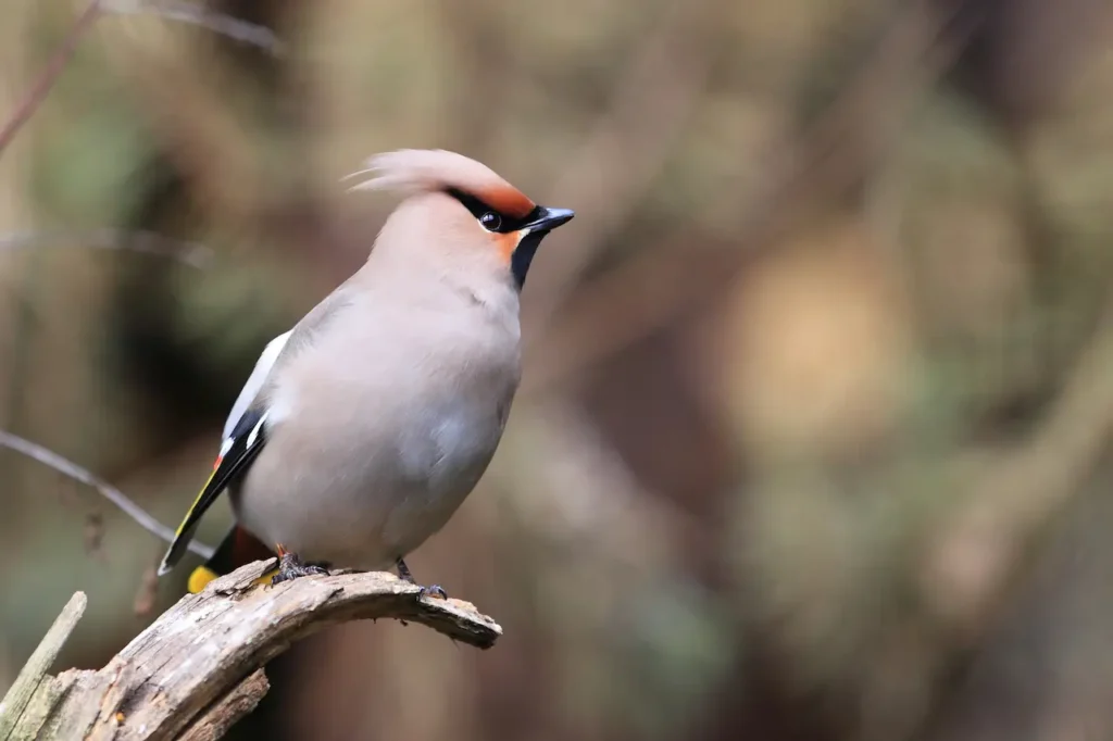 Bohemian Waxwings on a Tree Branch 