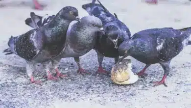 The Group Of Bolle's Pigeons Are Having A Lunch