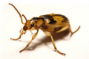 Bombardier Beetle Close Up