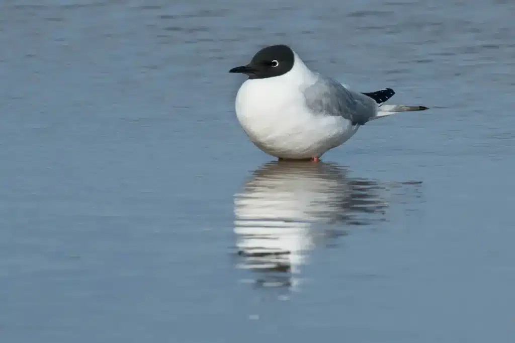 Bonaparte's Gull Standing in the Shallow Water 