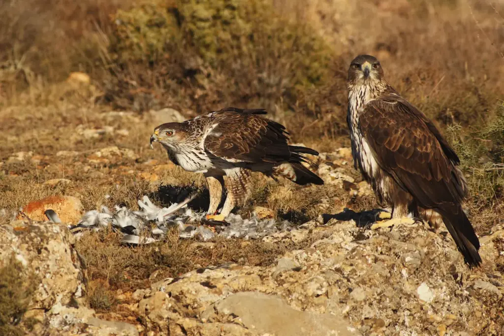 Pair of Bonelli's Eagles on a Stone