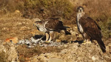 Pair of Bonelli's Eagles on a Stone
