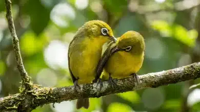 Bonin White-eyes
