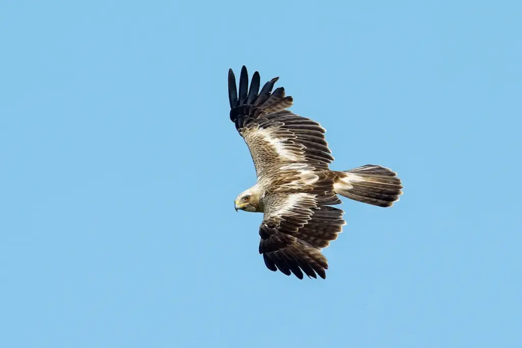 Booted Eagle (Aquila pennata) Soaring In The Sky
