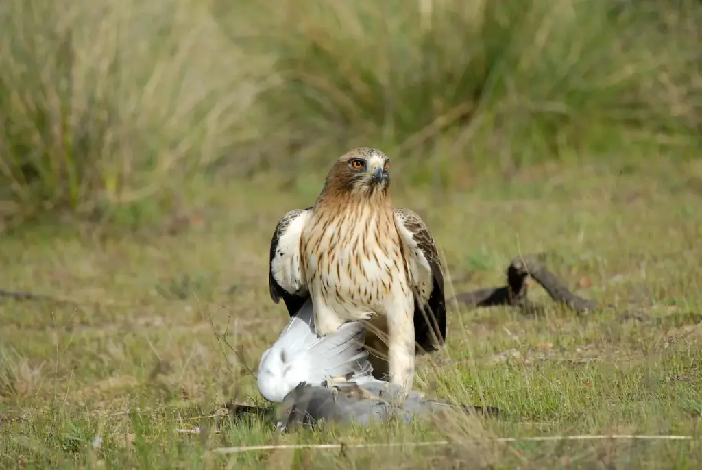 Booted Eagle Eating a Dove