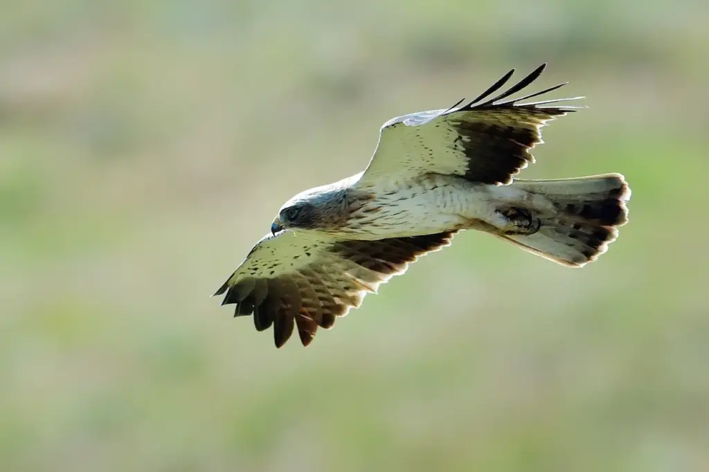Booted Eagles Flying in the Air