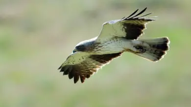 Booted Eagles Flying in the Air