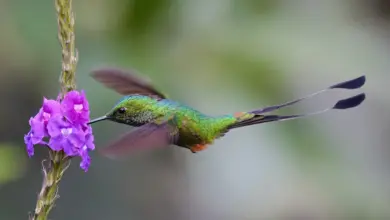 A Booted Racket-tail Hummingbird flying on a flower to get its nectar.