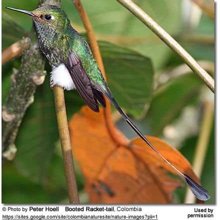 Booted Racket-tail, Colombia