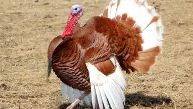 Bourbon Turkeys is on the Ground