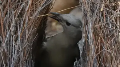 The Bowerbirds Building A Nest