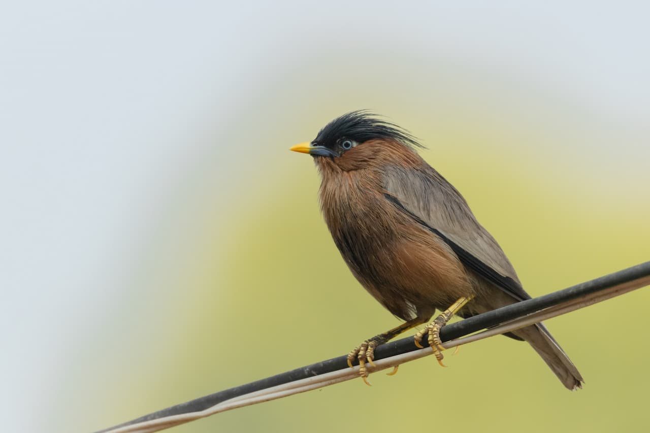 A Brahminy Starling rests on a wire alone.