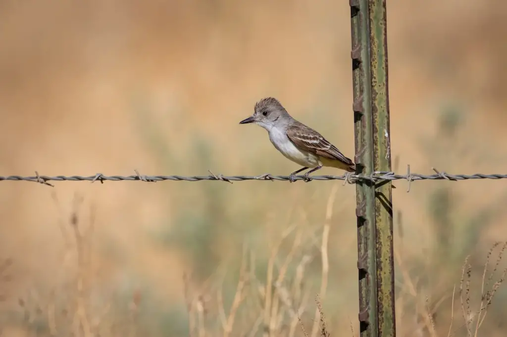 The Bran-colored Flycatchers Perched On A Metal Wire