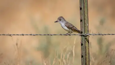 The Bran-colored Flycatchers Perched On A Metal Wire