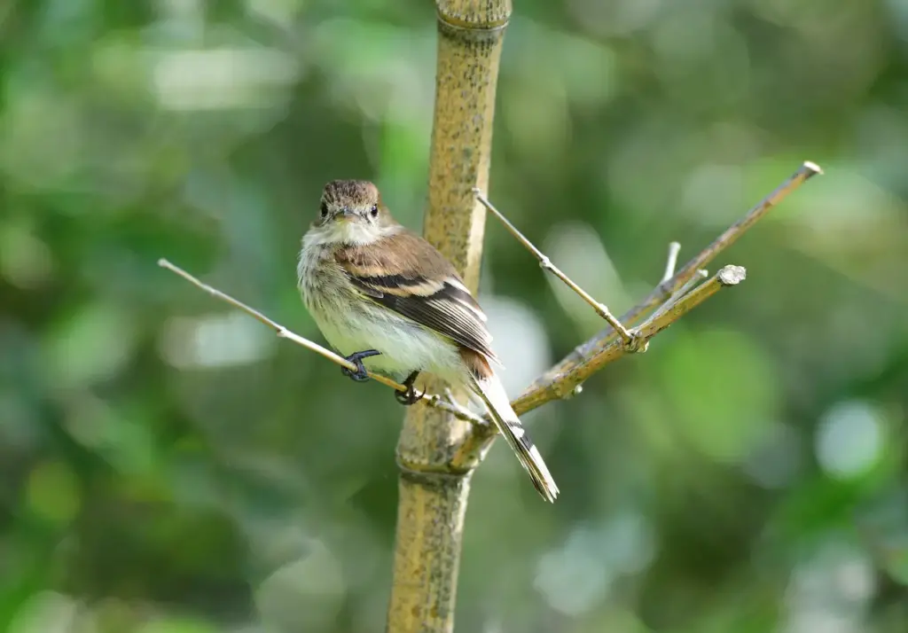 Bran-colored Flycatchers on a Tree Branch 