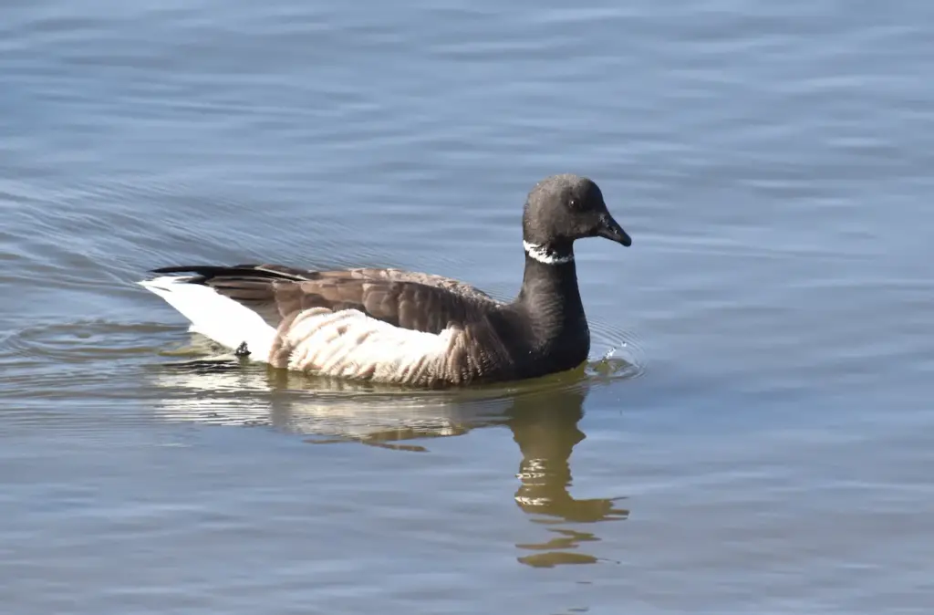 Brant Geese Float in the Water