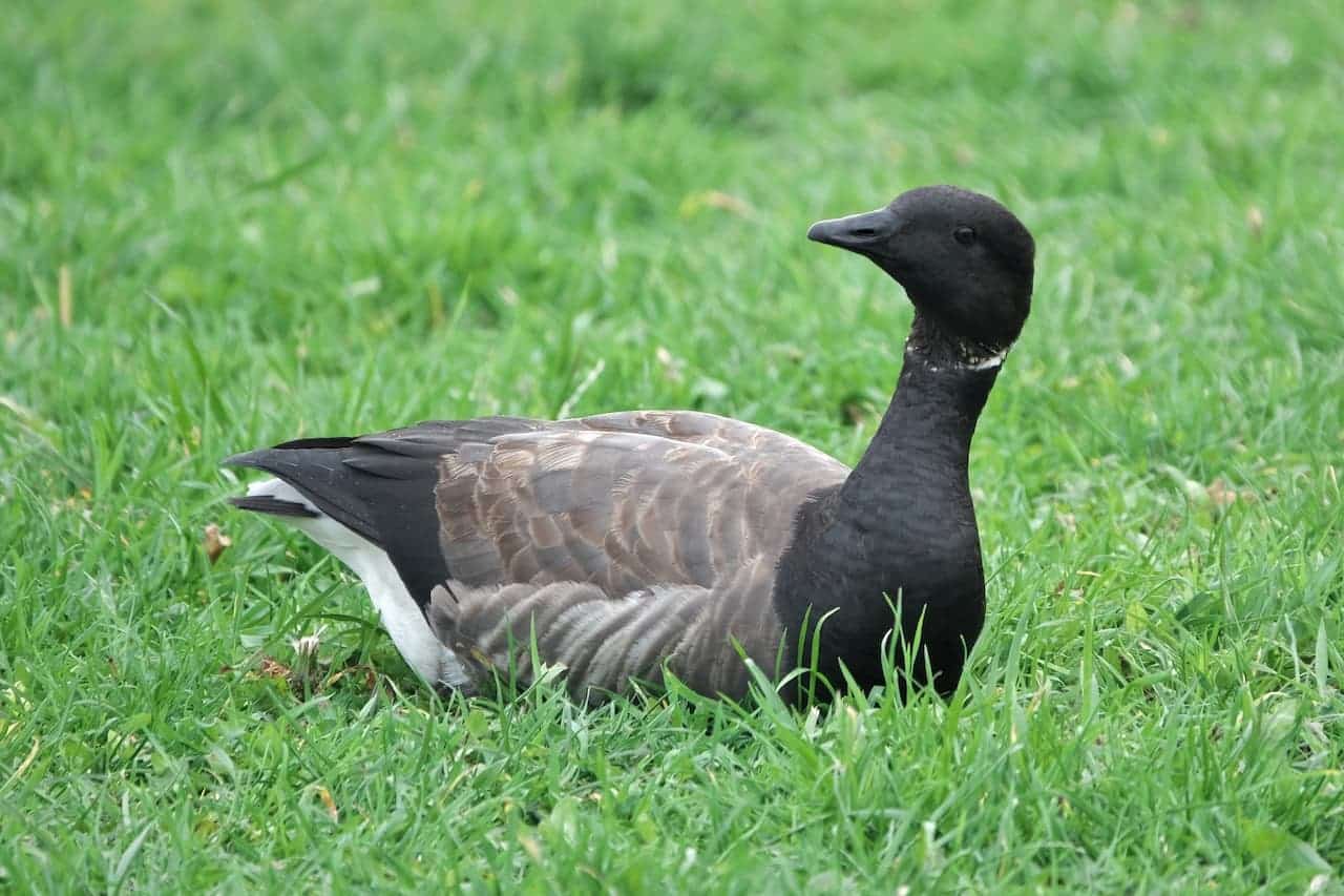 A Brant Geese Sitting On The Grass