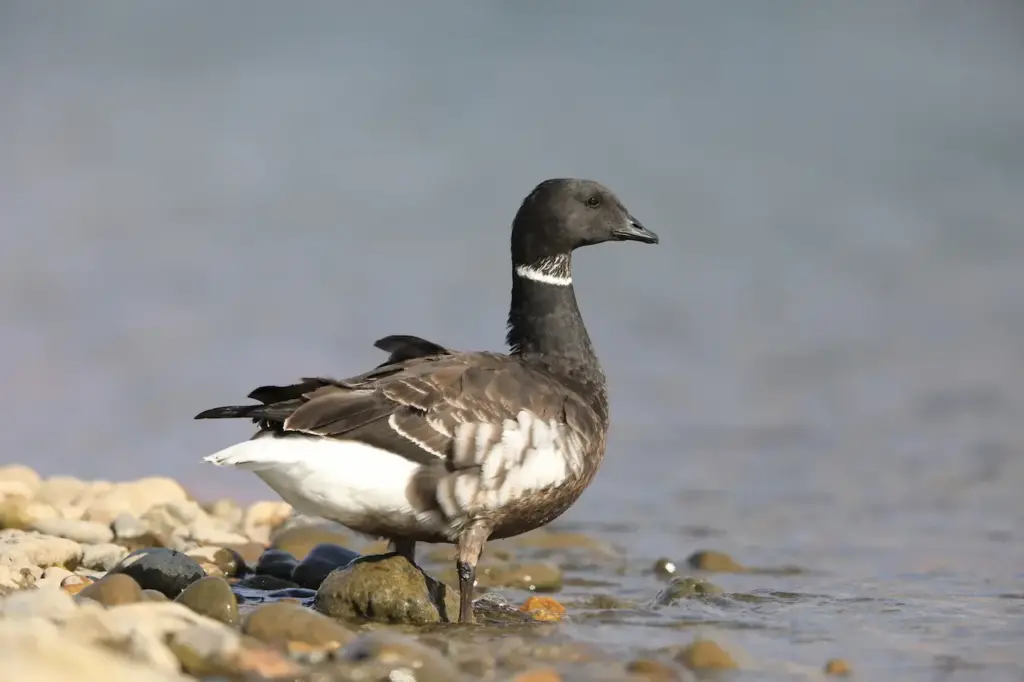 Brant Geese in the Water 
