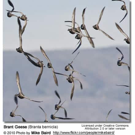 Brant Goose Geese (Branta bernicla)