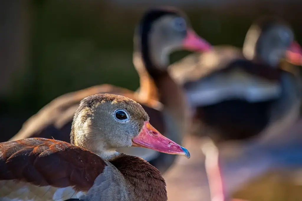 Closeup Image of Brazilian Ducks