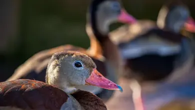 Closeup Image of Brazilian Ducks