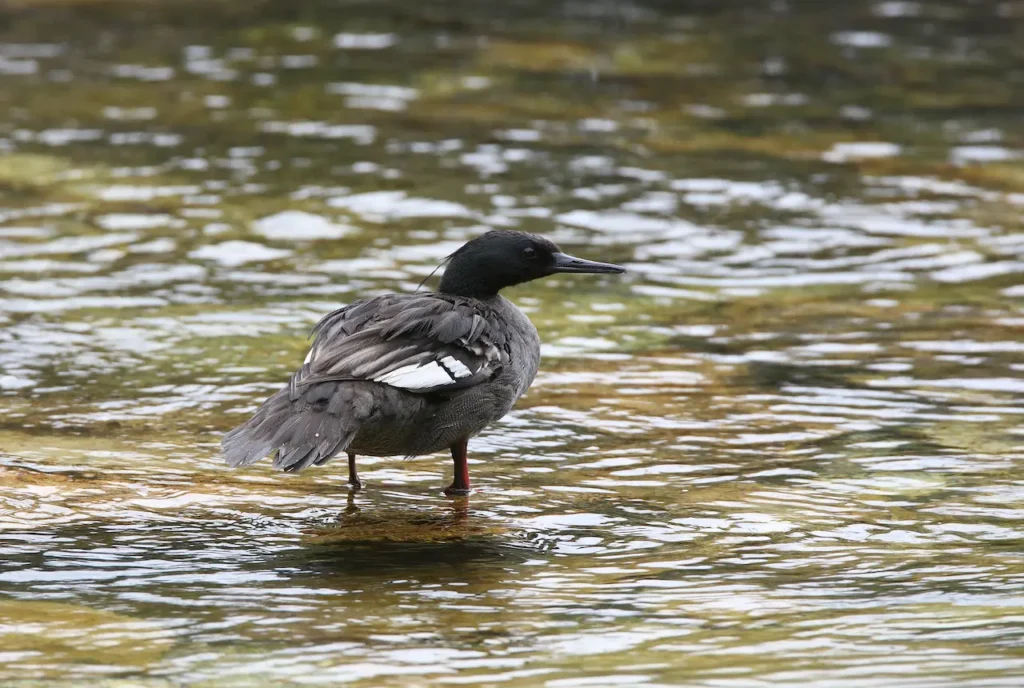 Brazilian Mergansers