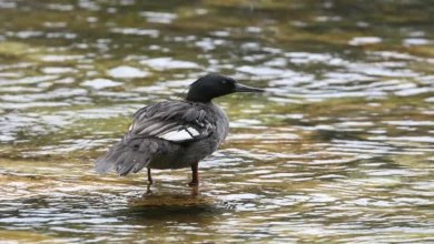 Brazilian Mergansers