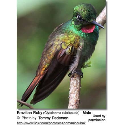 Brazilian Ruby (Clytolaema rubricauda) - Male