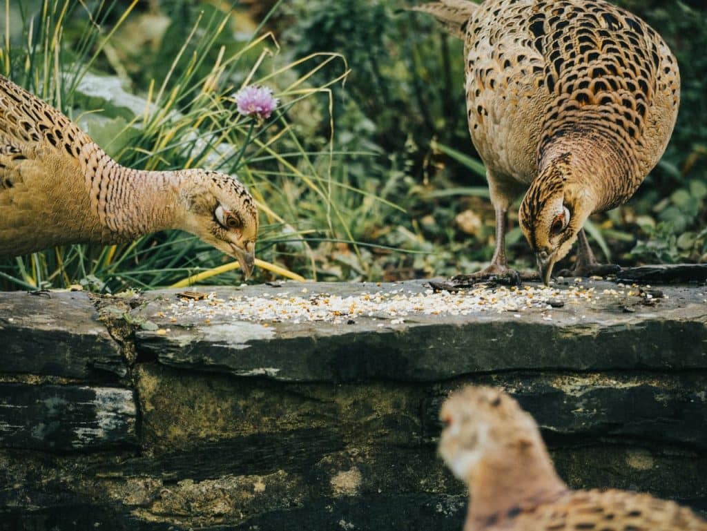 Breeding Pheasants