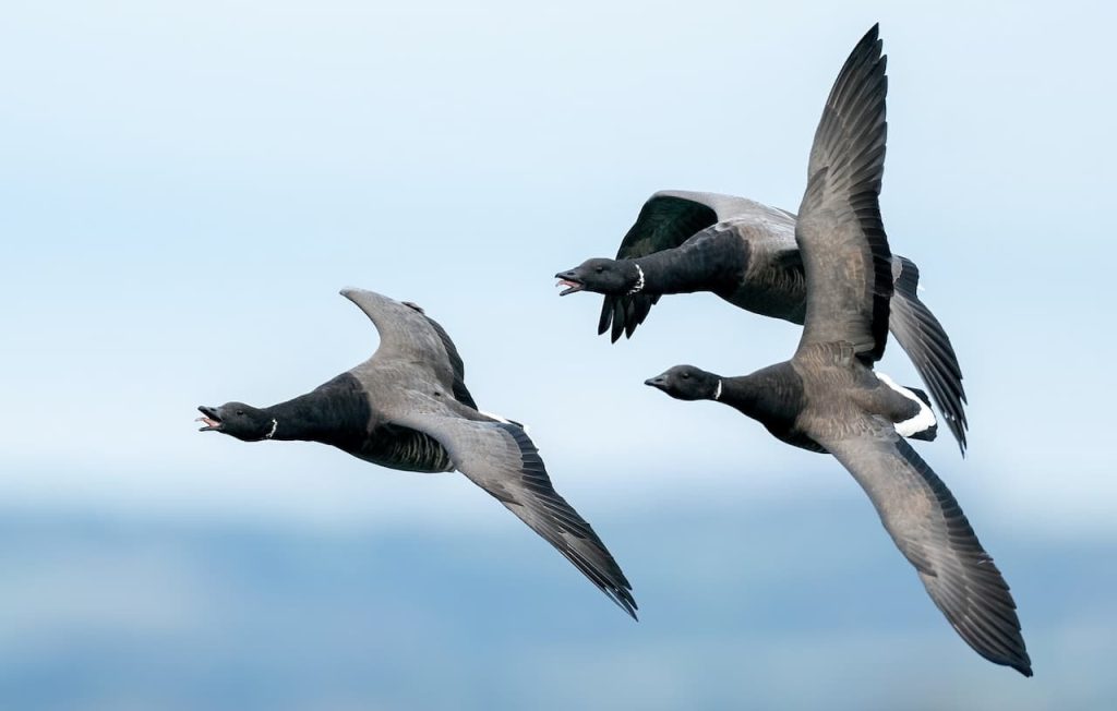 A Group Of Brent Geese Flying in the Air