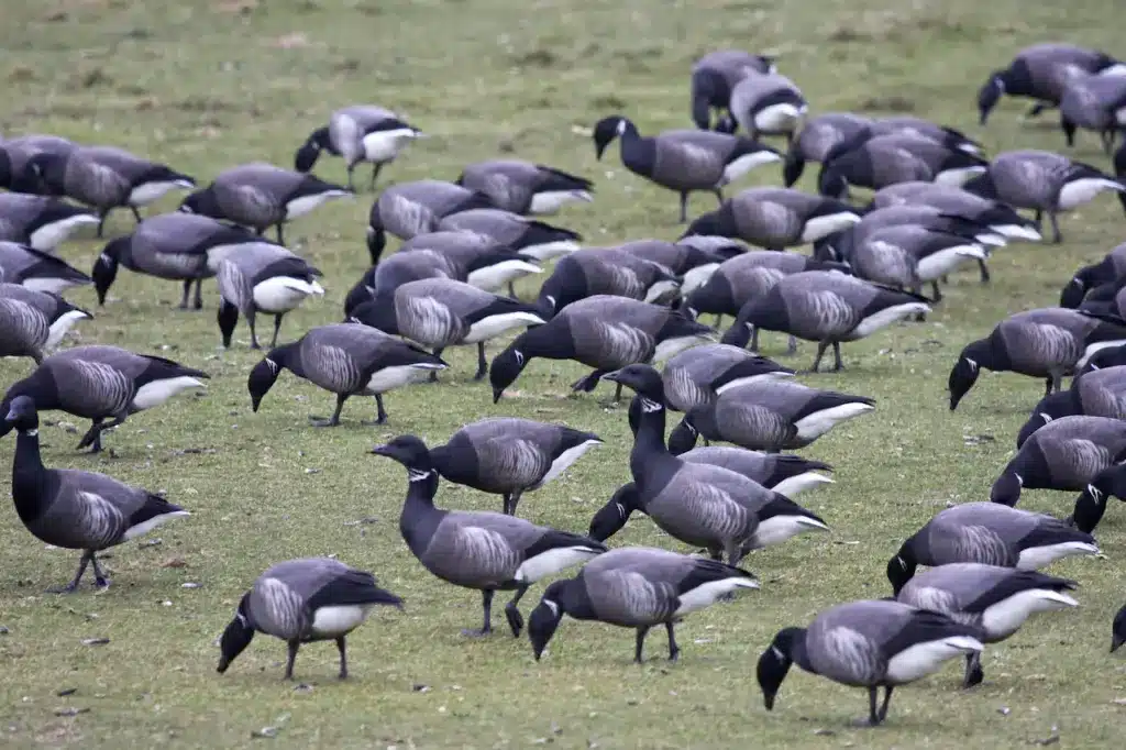 Group Of Brent Geese On The Field