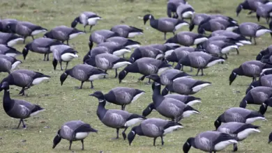 Group Of Brent Geese On The Field