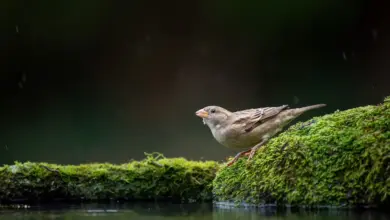 A Brewer’s Sparrows sitting on mossy rock.
