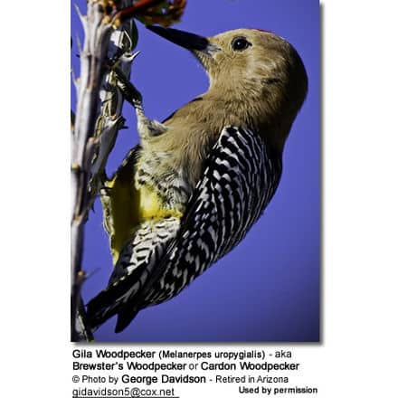 Gila Woodpeckers (Melanerpes uropygialis) - also known as Brewster's Woodpeckers or Cardon Woodpeckers