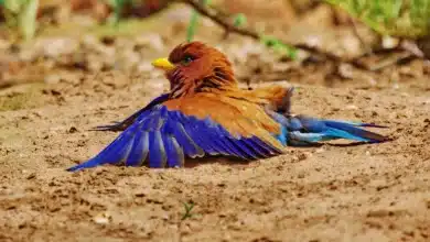 Broad-billed Rollers