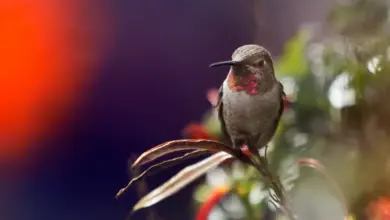 The Broad-tailed Hummingbirds Perched In The Leaves
