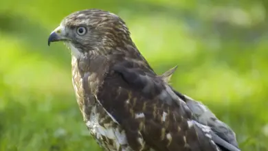 Broad-winged Hawks Close up Image