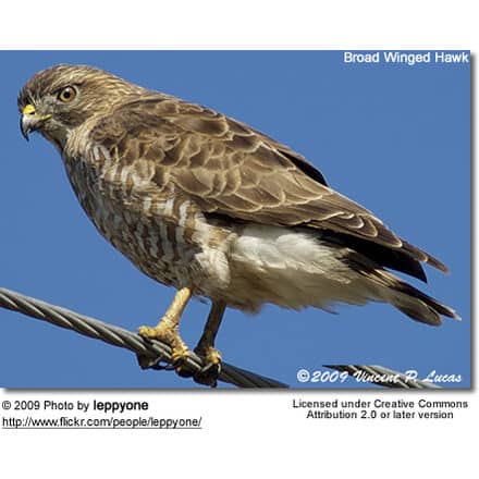 A Broad-winged Hawk with brown and white plumage is perched on a wire against a clear blue sky, while Bicolored Blackbirds can be seen in the background. The image credits and licensing information are visible at the bottom.