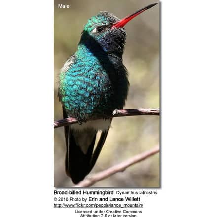 Broad-billed Hummingbird, Cynanthus latirostris - Male