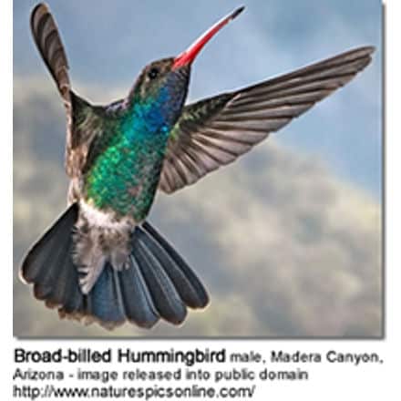Broad-billed Hummingbird male