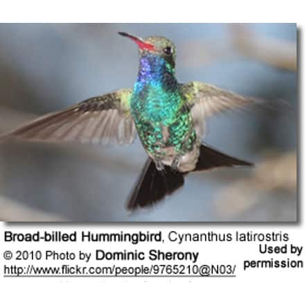 Broad-billed Hummingbird, Cynanthus latirostris